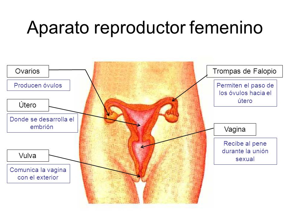 How do you feel when you fall out of love Oreganos femeninos de la reproduccion asexual